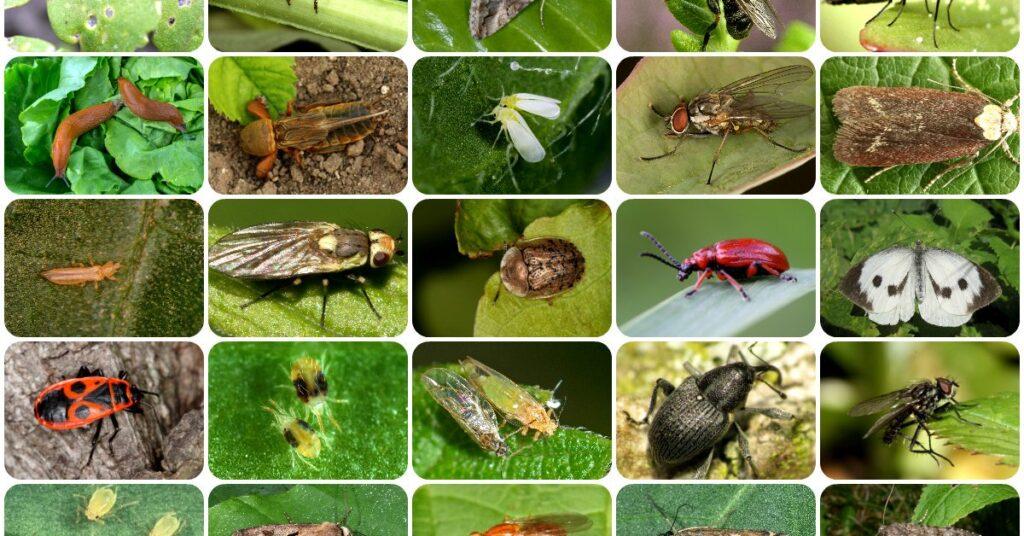 Top 5 Common Pests